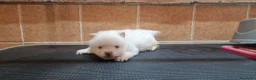 Pomerania perros en venta: Hembras de Pomerania con pedigree  - Anuncio 3