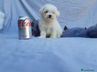 Bichón Maltés perros BICHON MALTES LINEA TOY MUY CHATO - Anuncio 1