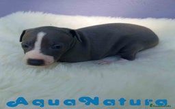 Pequeño Lebrel Italiano perros en venta: Lebrel Italiano Macho de BN y Omega AQUANATURA - Imagen 4