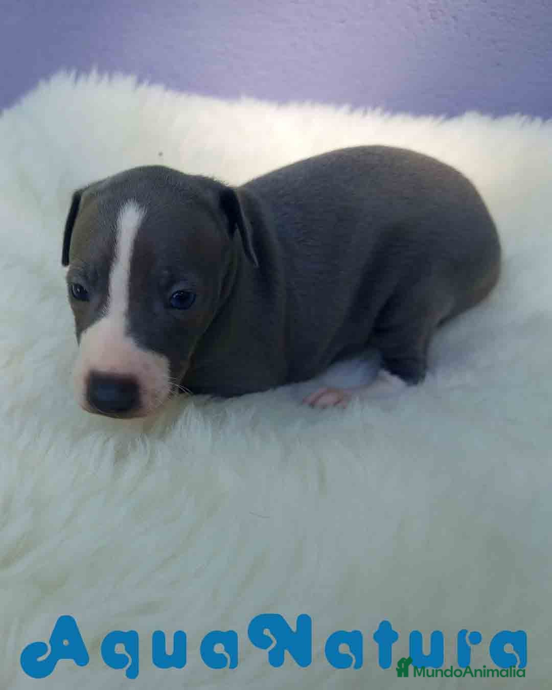 Pequeño Lebrel Italiano perros en venta: Lebrel Italiano Macho de BN y Omega AQUANATURA - Imagen 4