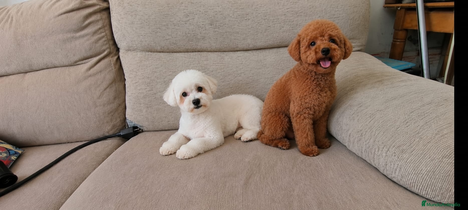 Maltipoo perros Camada de maltipoo nacionales  - Anuncio 1