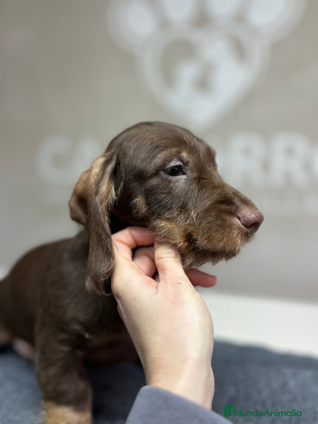 Teckel perros en venta: Teckel pelo duro chocolate  - Anuncio 2