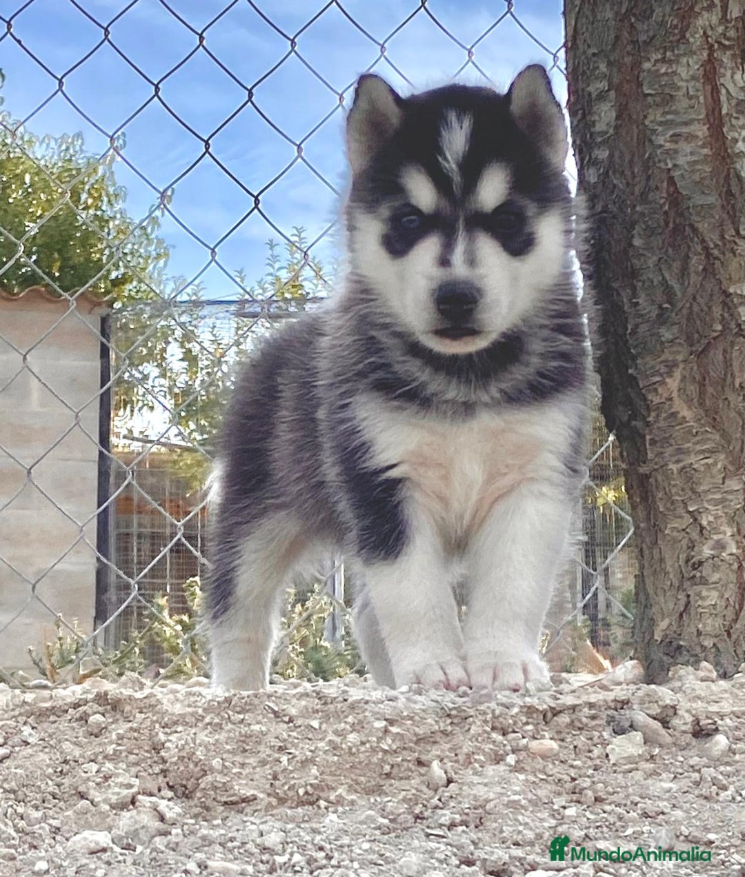 Husky Siberiano perros en venta: Husky Siberiano  - Imagen 5