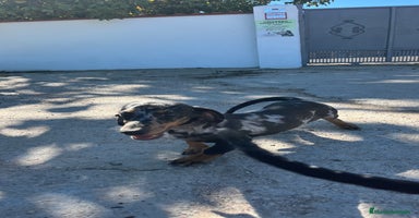 Teckel Miniatura perros - Anuncio 7