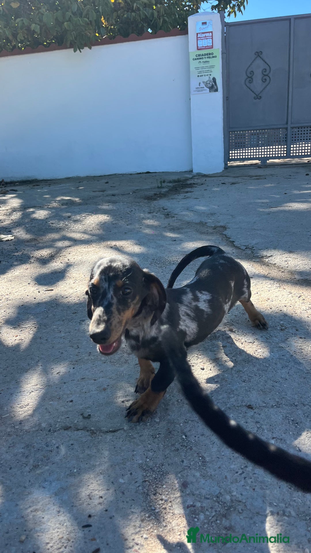 Teckel Miniatura perros en venta: Cachorros de Teckel  - Imagen 3