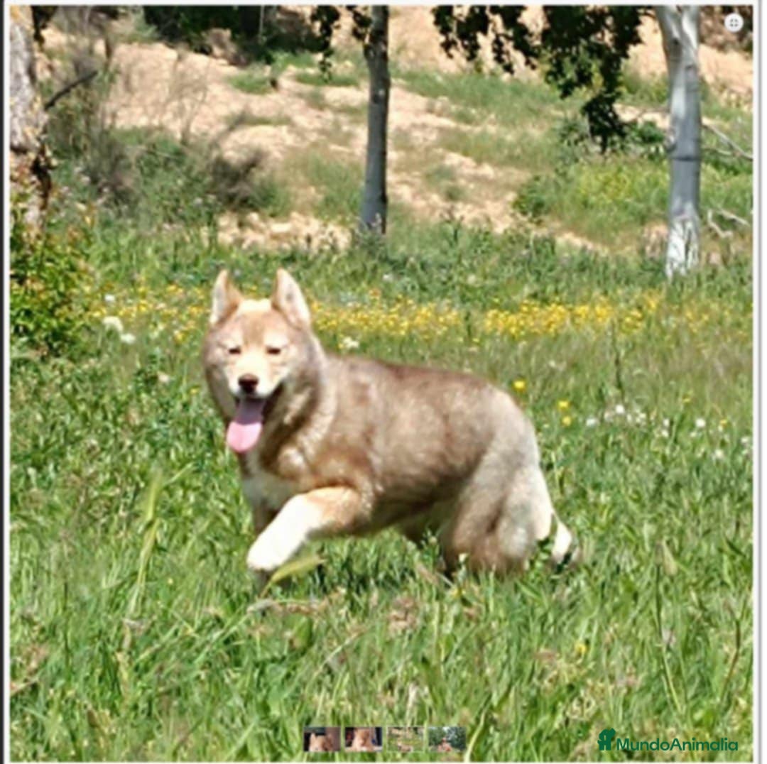 Husky Siberiano perros en adopcion: Husky hembra en adopción responsable  - Anuncio 1