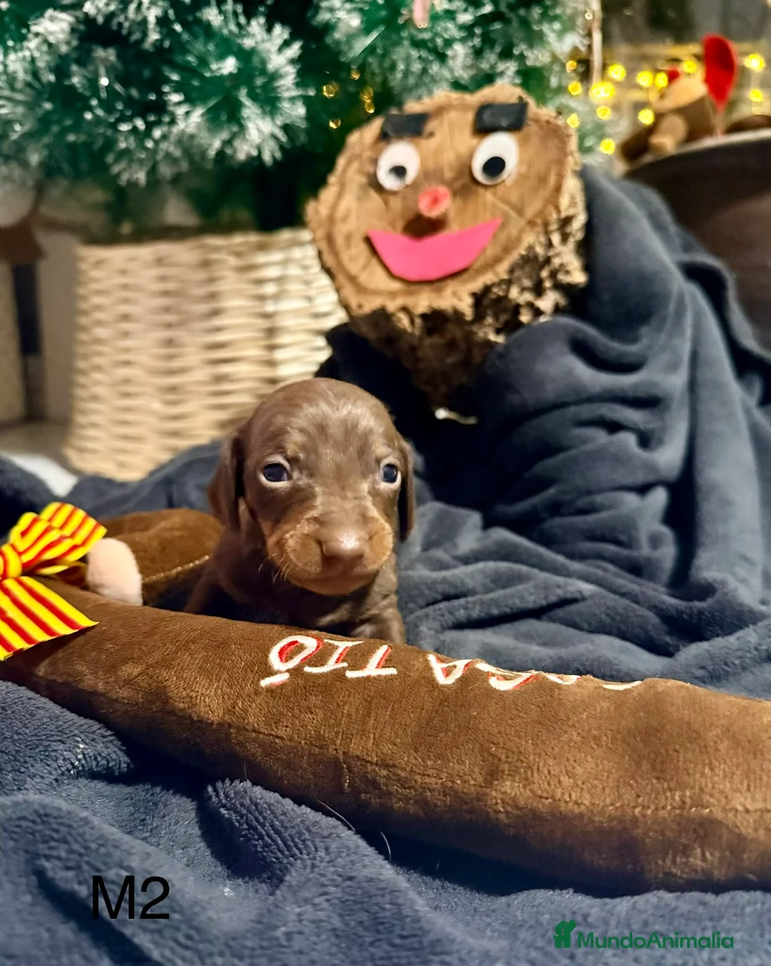 Teckel perros en venta: CAMADA DE TECKEL - Anuncio 9