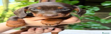 Teckel Miniatura Cachorro 1