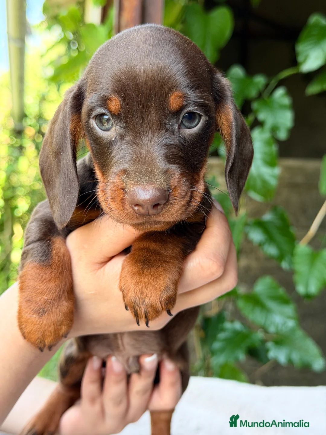 Teckel Miniatura perros en venta: Teckel mini chocolate  - Anuncio 2
