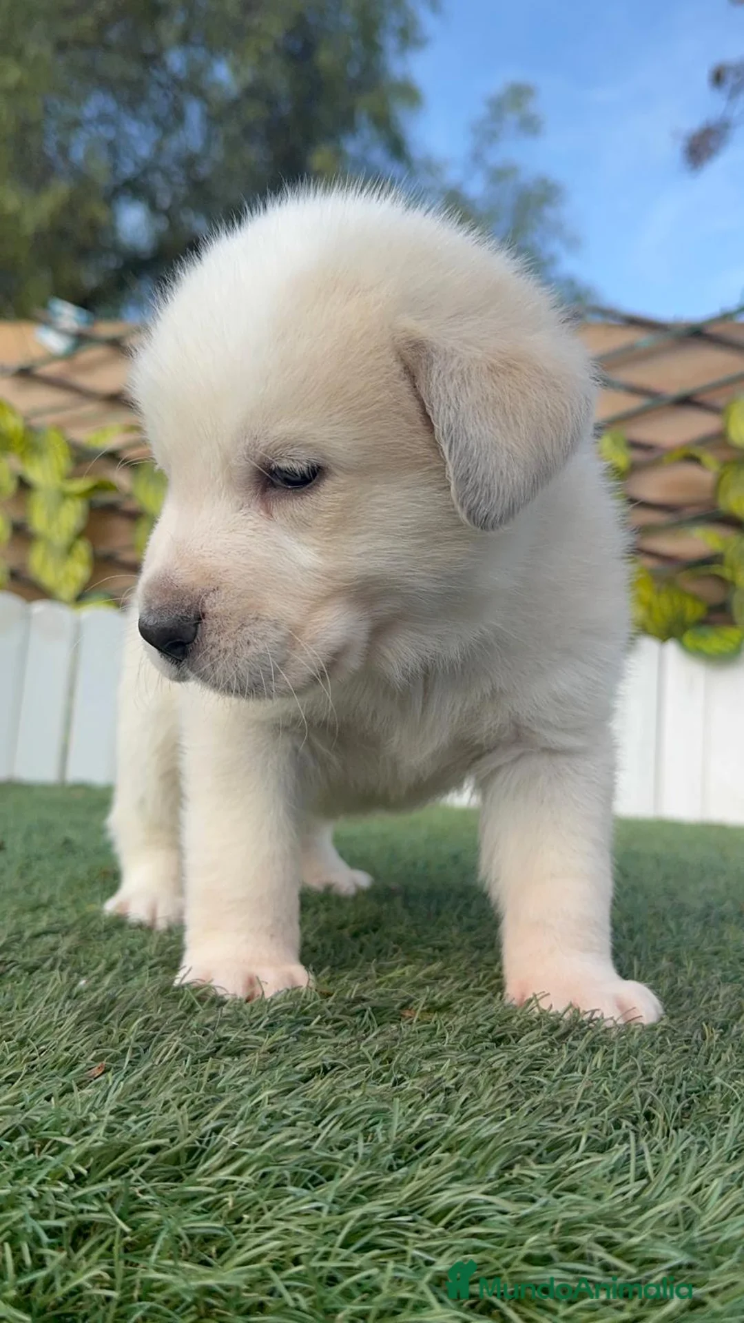 Mastín Español perros en venta: MASTIN ESPAÑOL - Anuncio 14