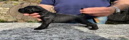 Schnauzer Miniatura perros en venta: Schnauzer miniatura - Anuncio 3