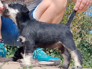 Schnauzer Miniatura perros - Anuncio 1