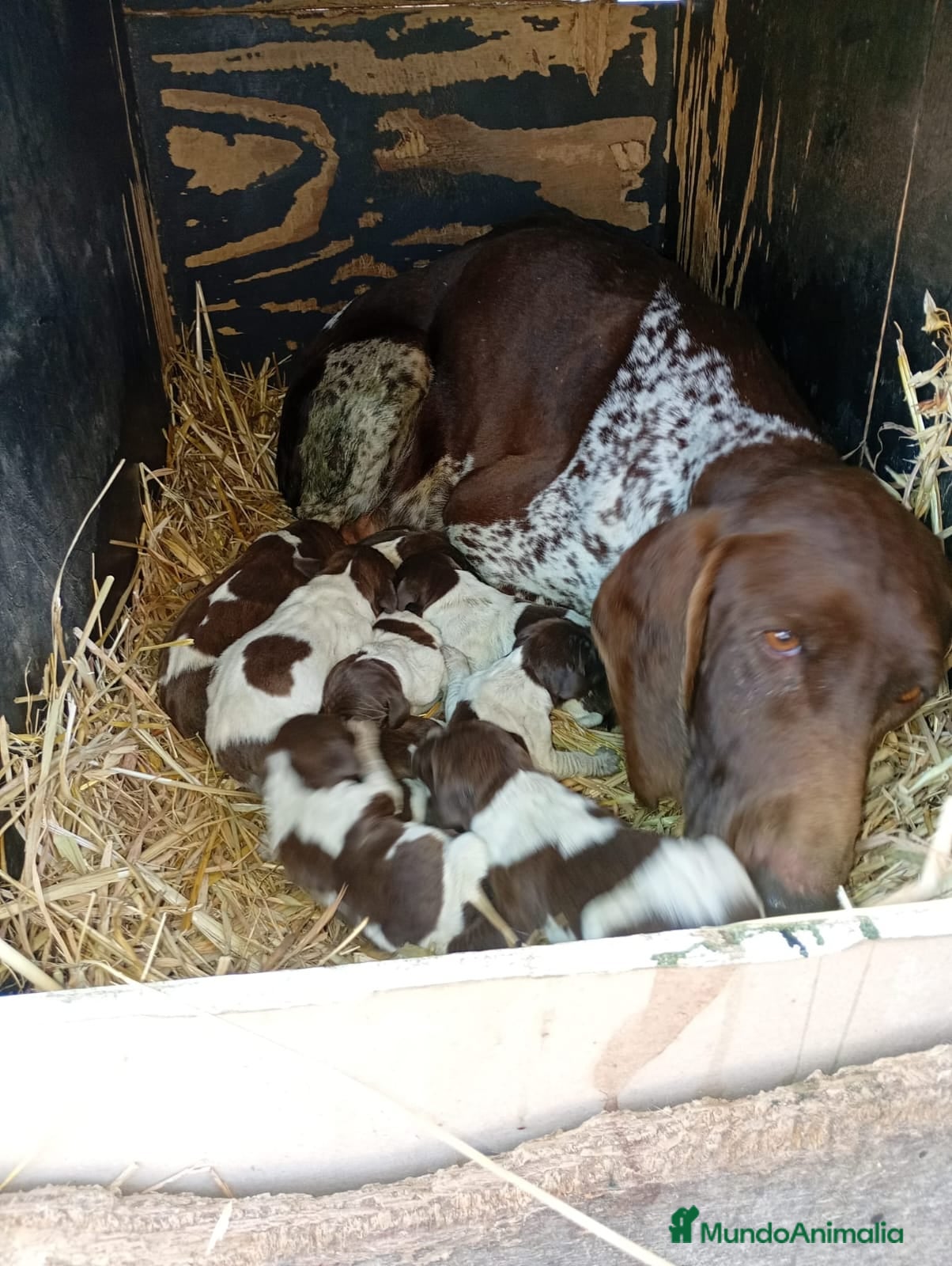 Braco Alemán de Pelo Corto perros Camada Braco Aleman - Anuncio 1