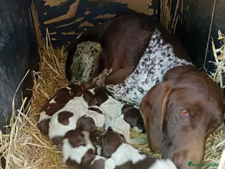 Braco Alemán de Pelo Corto perros Camada Braco Aleman - Anuncio 20