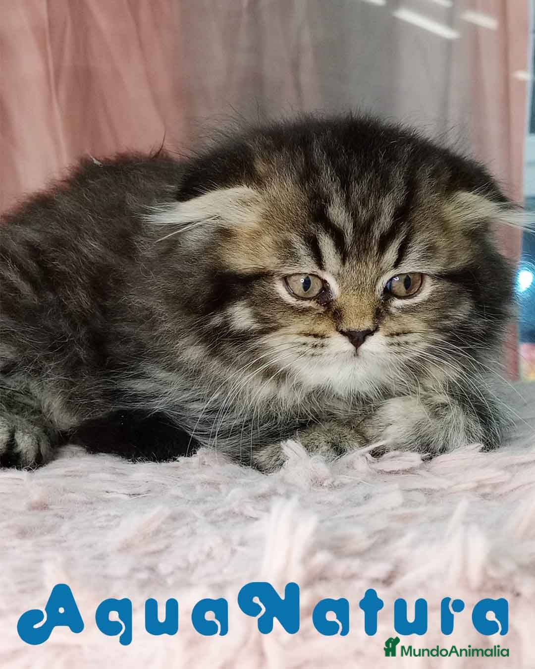 Scottish Fold gatos Scottish Fold Hembra 4211 - AQUANATURA en Barcelona - Anuncio 18