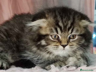 Scottish Fold gatos en Barcelona - Anuncio 28
