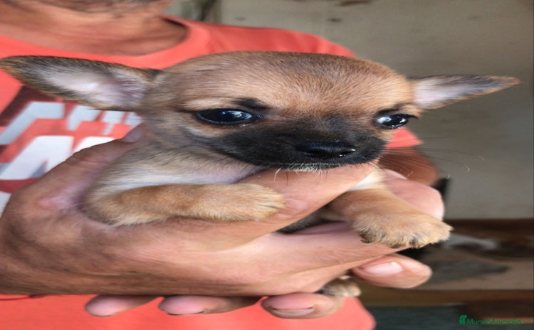Chihuahua perros en venta - Anuncio 1