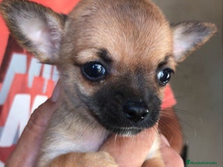 Chihuahua perros - Anuncio 27