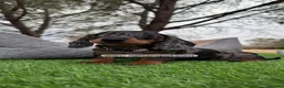 Teckel perros en venta: TECKEL PLATA MERLE EXCELENTE LINEA en Asturias - Anuncio 2