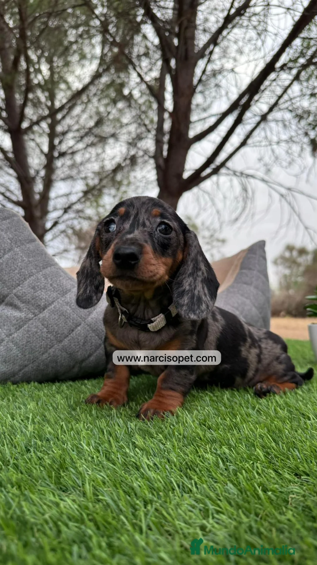 Teckel perros en venta: TECKEL PLATA MERLE EXCELENTE LINEA en Asturias - Anuncio 2