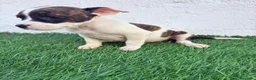 American Staffordshire-Terrier perros en venta: American Stanffordshire terrier - Anuncio 10