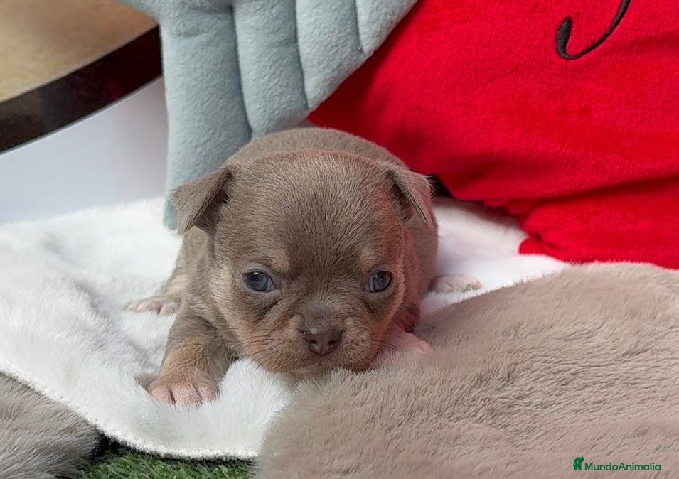 Chihuahua perros Chihuahua - Anuncio 1