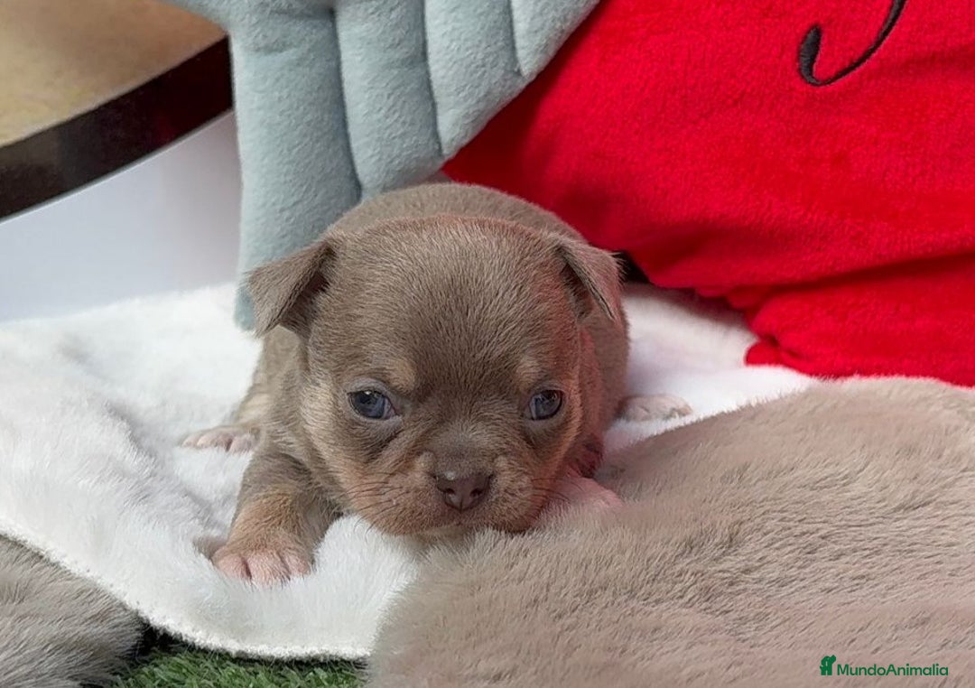 Chihuahua perros en venta: Chihuahua - Anuncio 1