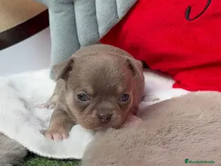 Chihuahua perros Chihuahua - Anuncio 3