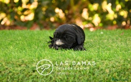 Cocker Spaniel Inglés perros en venta: Cachorros de cocker spaniel inglés disponibles.  - Imagen 8
