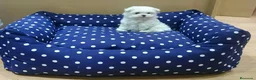 Bichón Maltés perros en venta: Bichón Maltés  - Anuncio 5