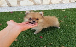 Pomerania perros en venta: Pomerania Cachorros Toy - Imagen 1