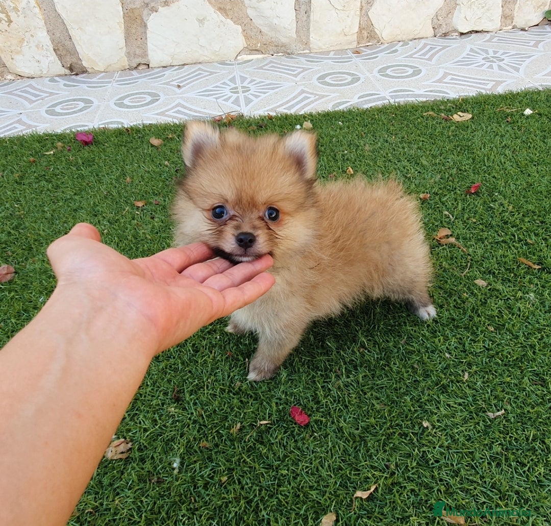 Pomerania perros en venta: Pomerania Cachorros Toy - Imagen 1