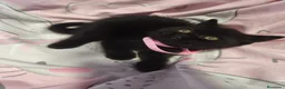 Británico de Pelo Corto gatos en venta: British shorthair  - Anuncio 11