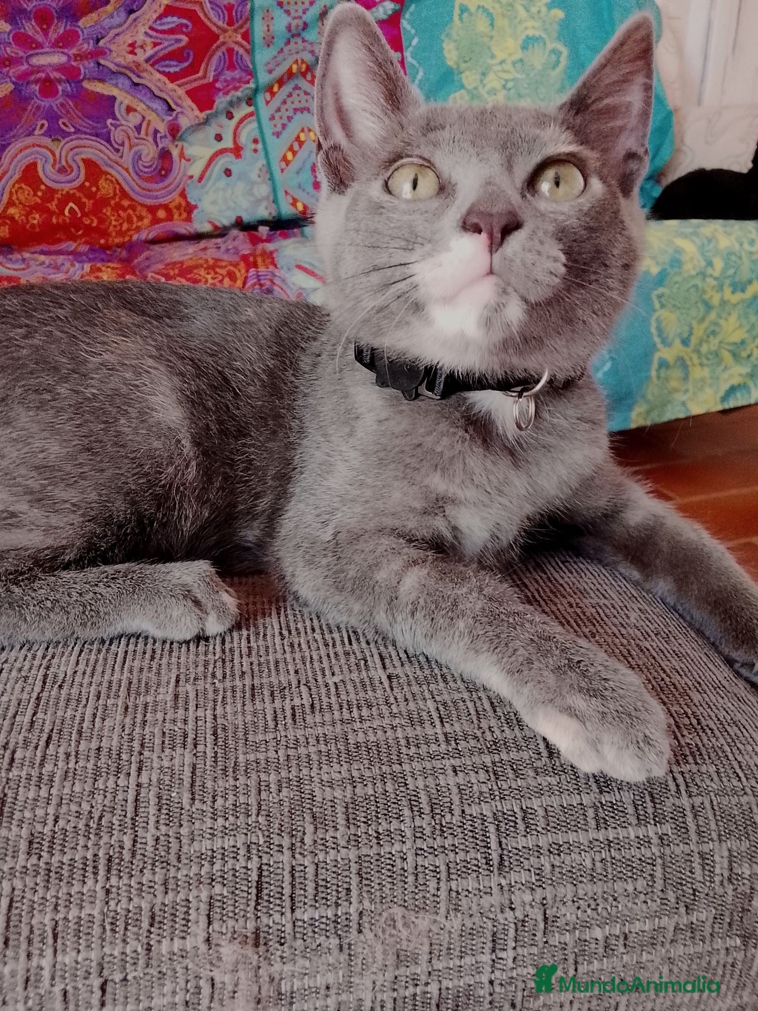 Europeo de Pelo Corto gatos Salvia en adopción  - Anuncio 1