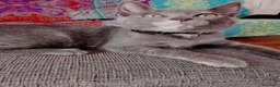 Europeo de Pelo Corto gatos en adopcion: Salvia en adopción  - Anuncio 1