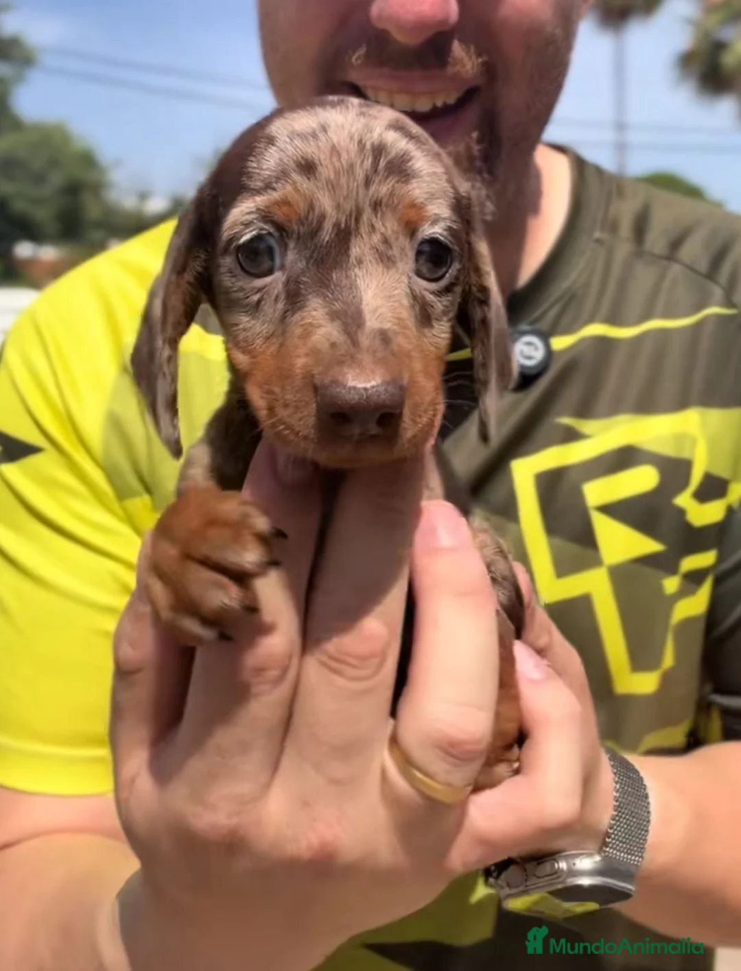 Teckel Miniatura perros en venta: Teckel arlequin chocolate 🍫  - Anuncio 1