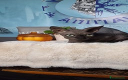 Sphynx gatos en venta: Gata sphinx hembra negra ojos verdes  - Imagen 1