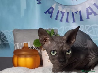 Sphynx gatos - Anuncio 9