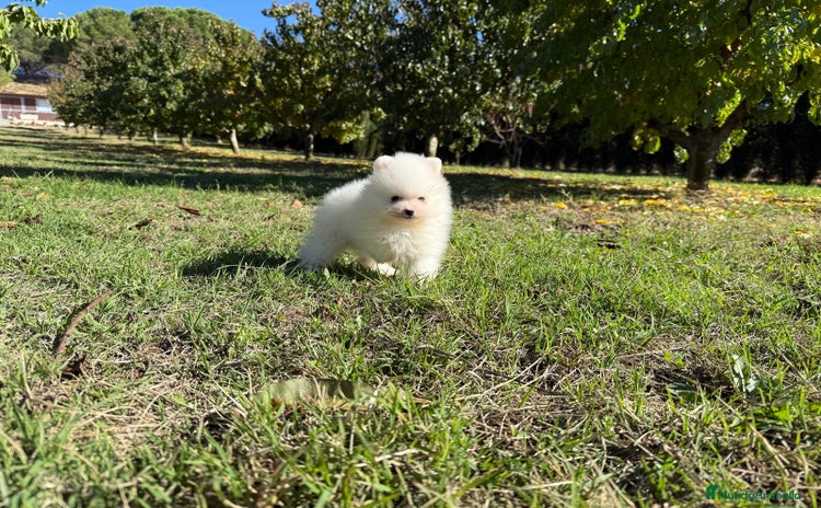 Pomerania perros - Anuncio 1