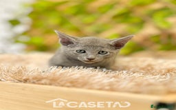 Azul Ruso gatos en venta: Camada de Xaray  - Imagen 3