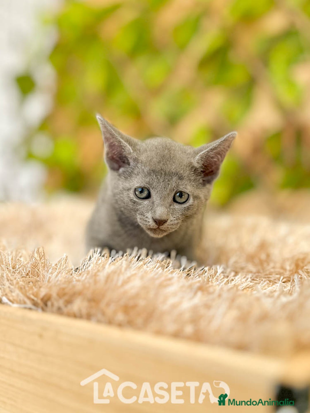 Azul Ruso gatos en venta: Camada de Xaray  - Imagen 3