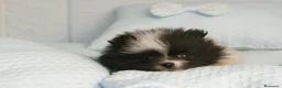 Pomerania perros en venta: CACHORROS DE POMERANIA  - Anuncio 24