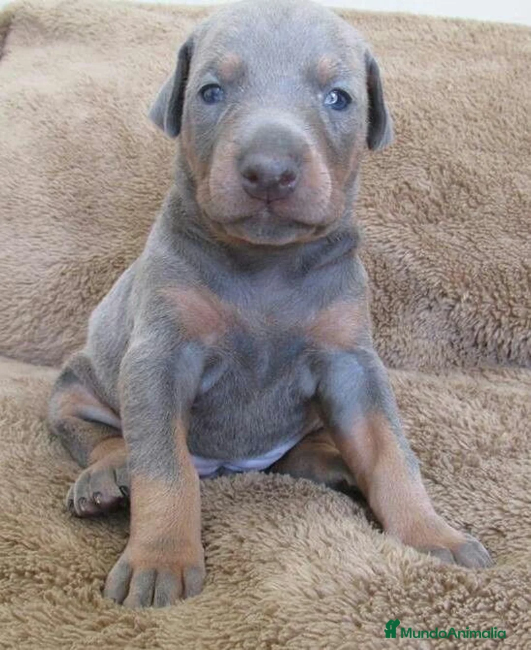 Dobermann perros en venta: DOBERMAN CACHORROS DE LINEA ALEMANA - Anuncio 3