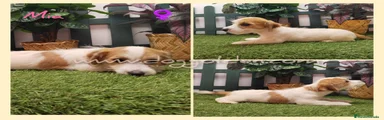 Jack Russell Terrier 9
