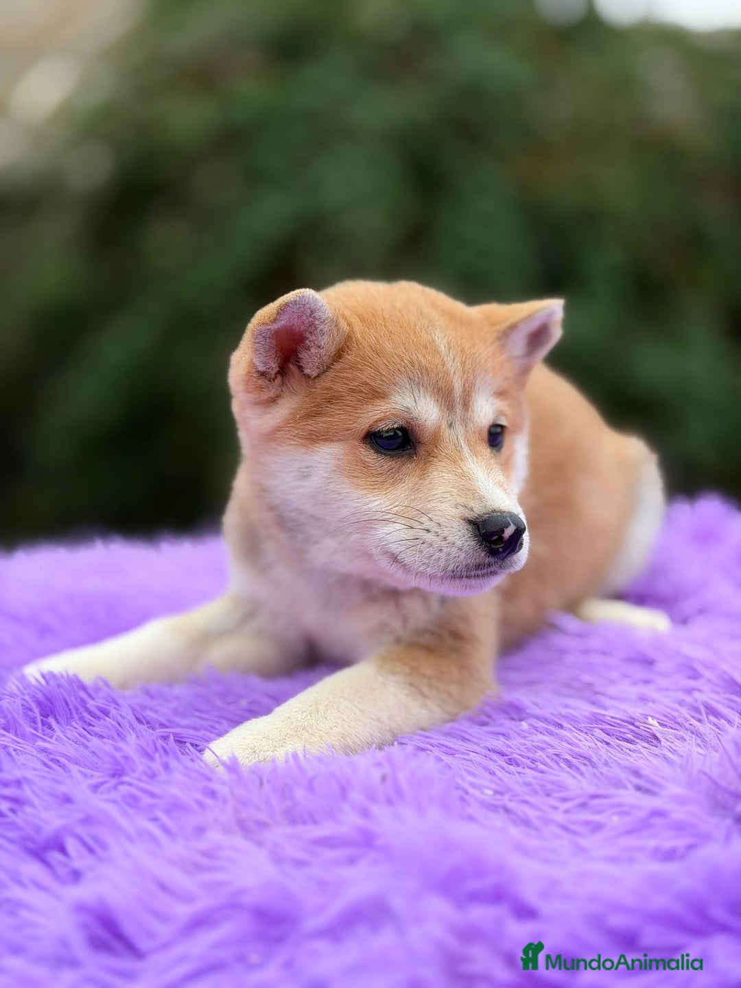 Shiba Inu perros en venta: Shiba inu Rojo Hembra - Anuncio 4