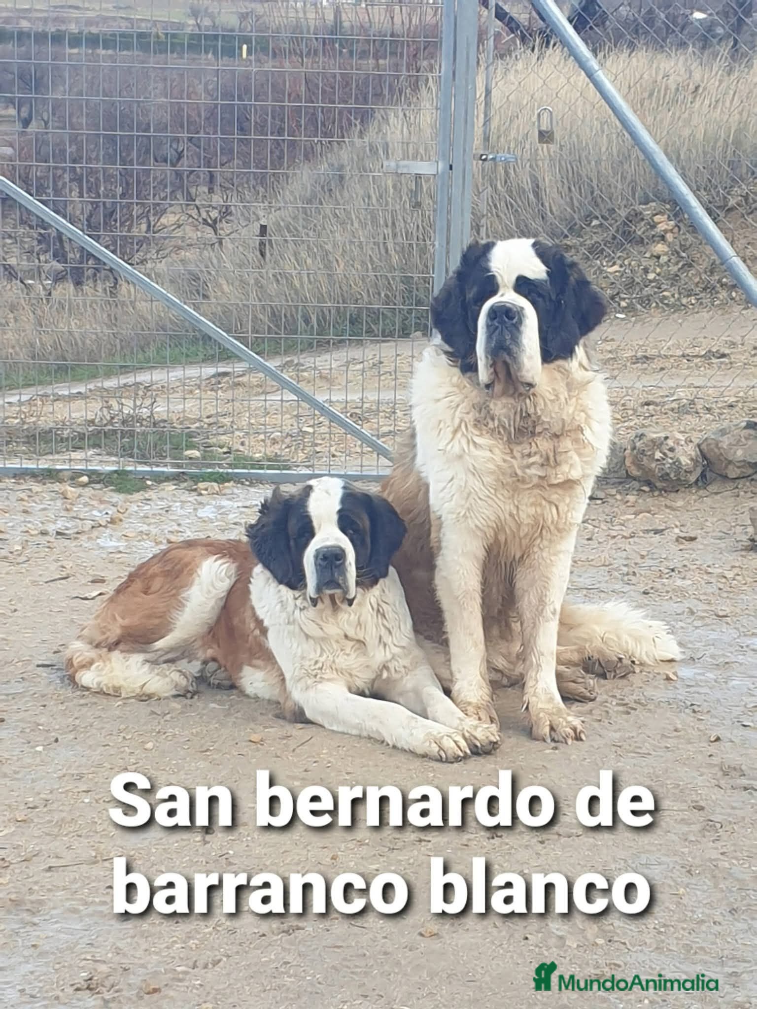 San Bernardo perros San bernardo con pedigree - Anuncio 1