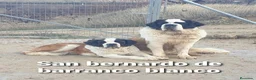 San Bernardo perros en venta: San bernardo con pedigree - Anuncio 1