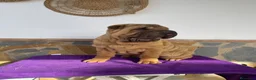 Shar Pei perros en venta: Macho y hembra súper rebajado  - Anuncio 1