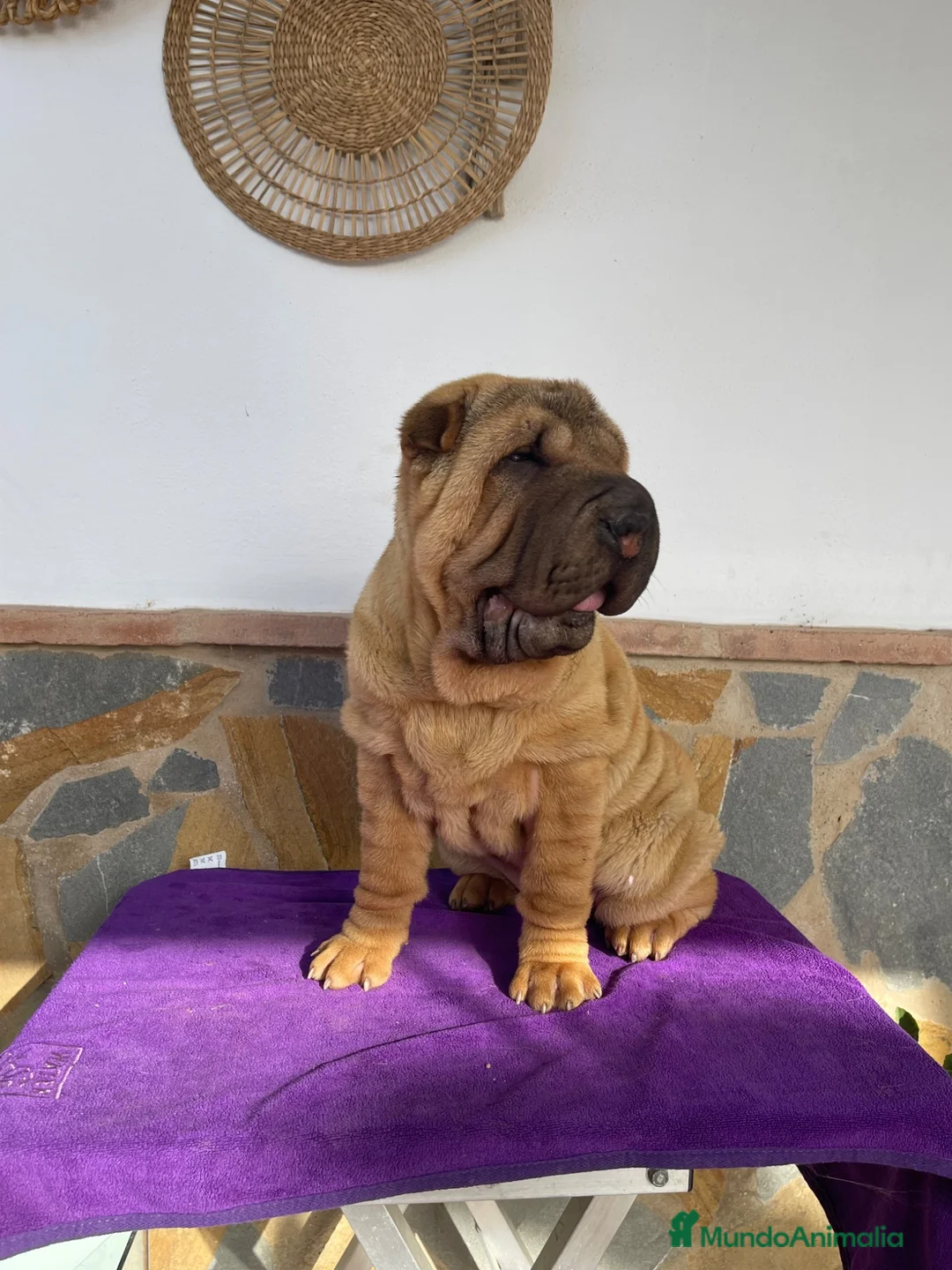 Shar Pei perros en venta: Macho y hembra súper rebajado  - Anuncio 1