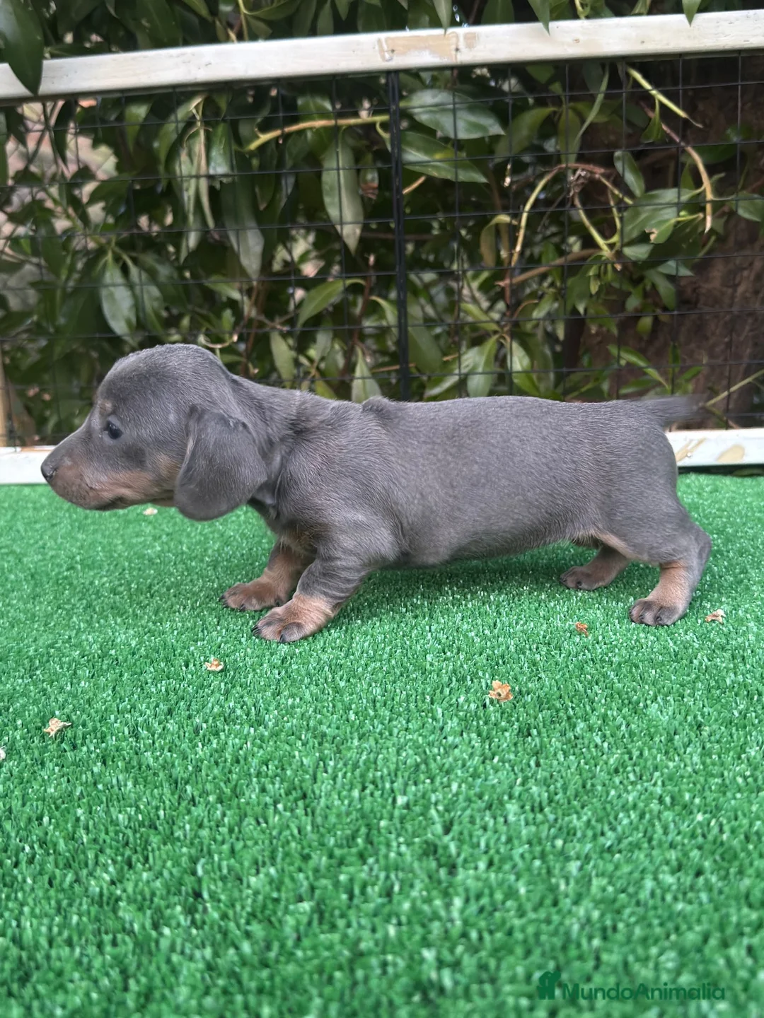 Teckel Miniatura perros en venta: Teckel hembra kanichen Blue And tan  - Anuncio 2